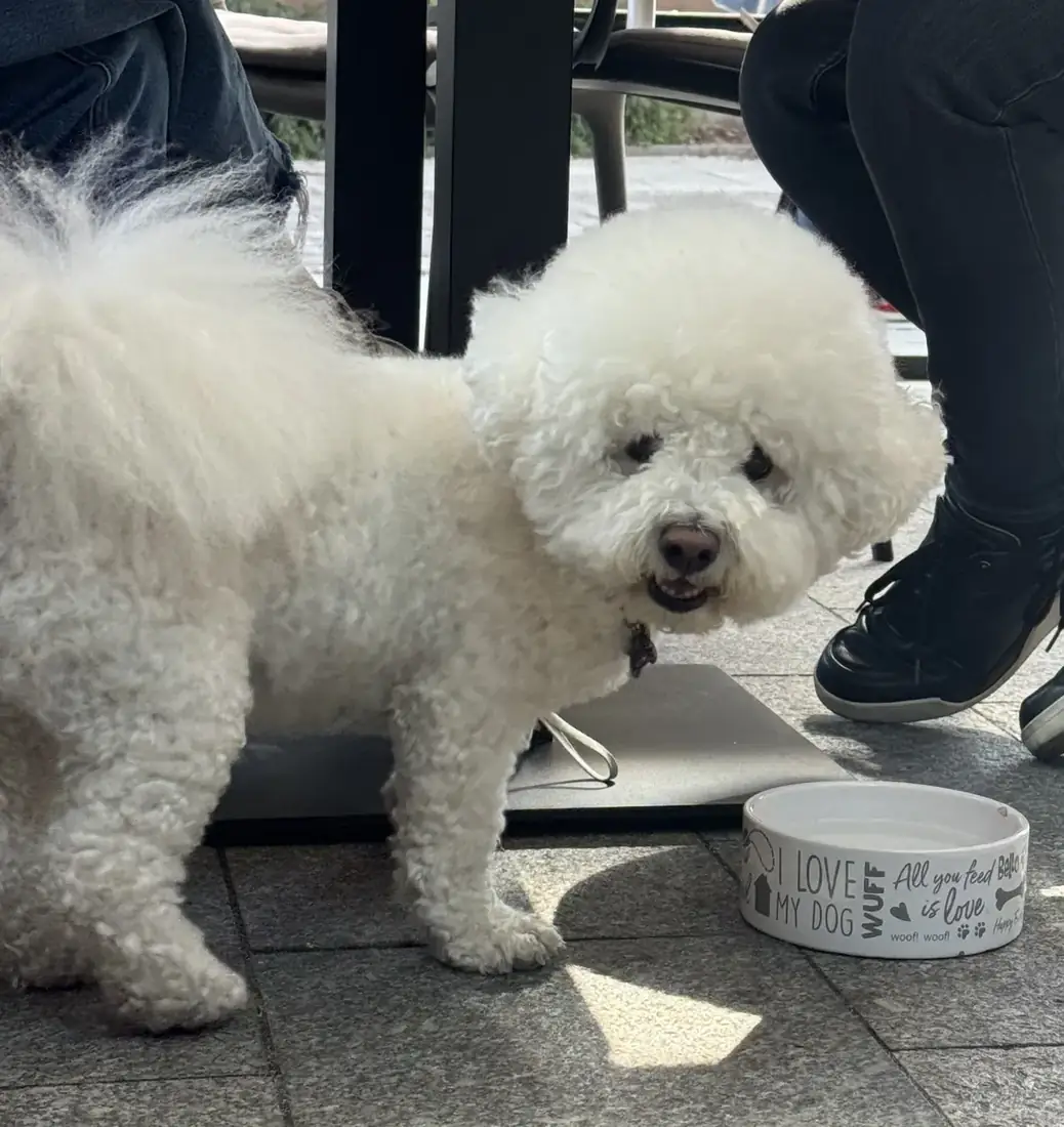 Biały bichon przy misce z wodą w ogródku King Fu Fusion – restauracja pet friendly w Bydgoszczy