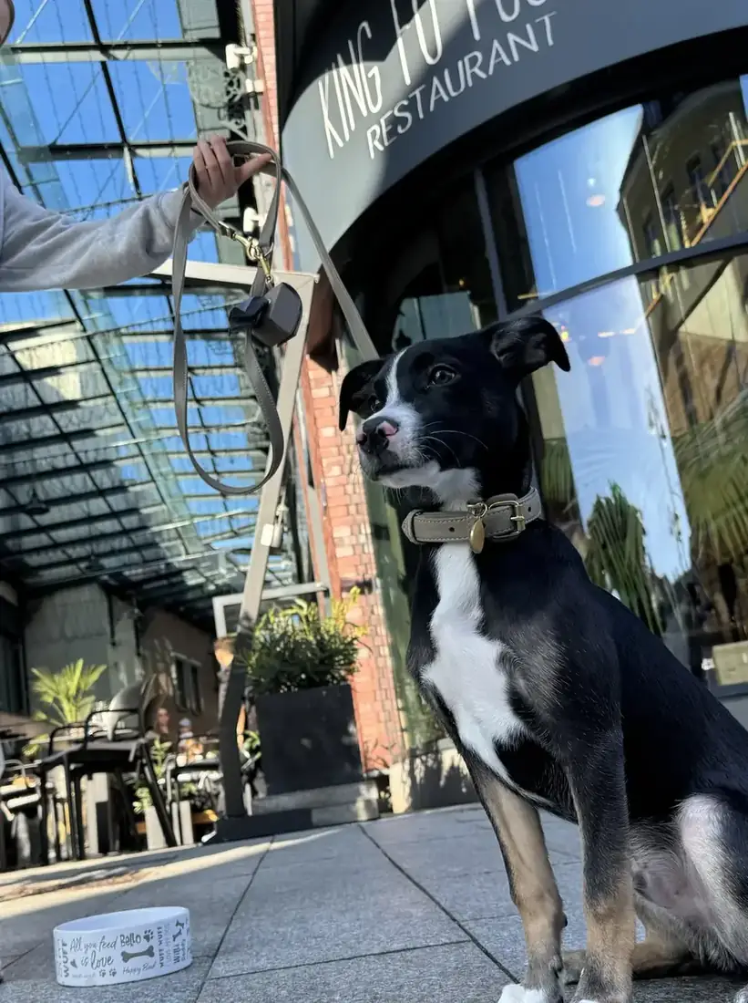 Pies z miską wody przed restauracją King Fu Fusion w Jatkach – restauracja przyjazna zwierzętom, Bydgoszcz